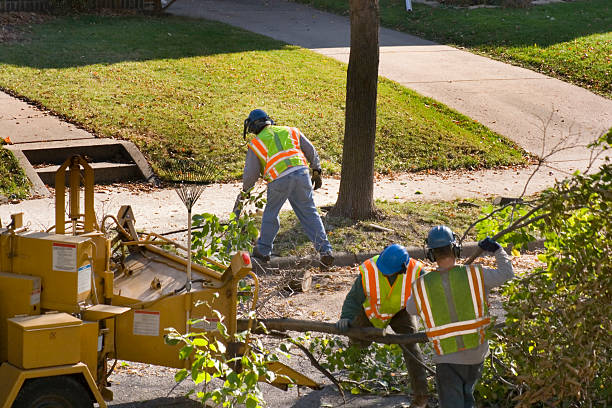 Trusted Huachuca City, AZ Tree Service Experts